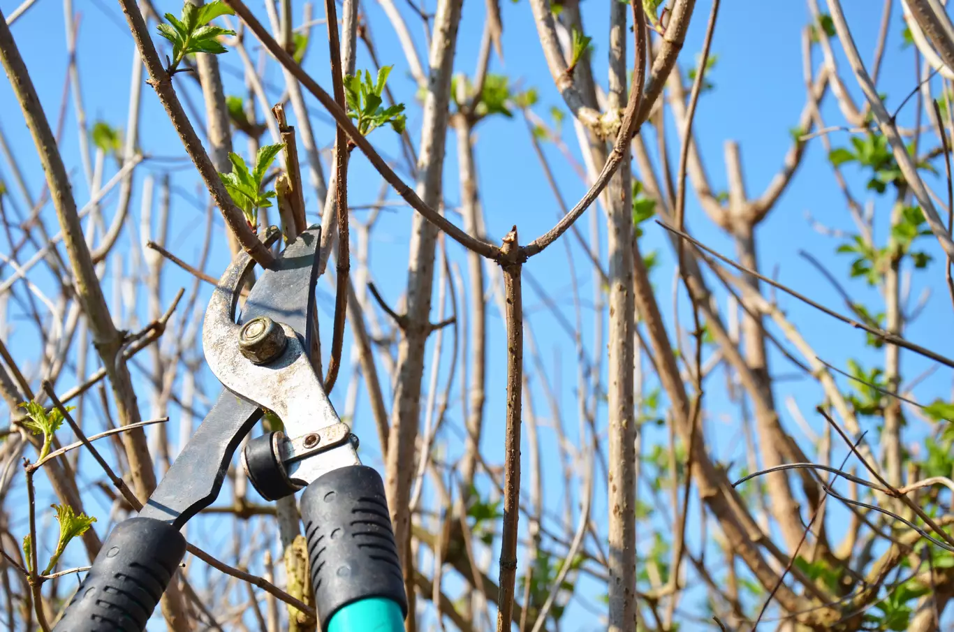 Taille arbres et arbustes Béthune